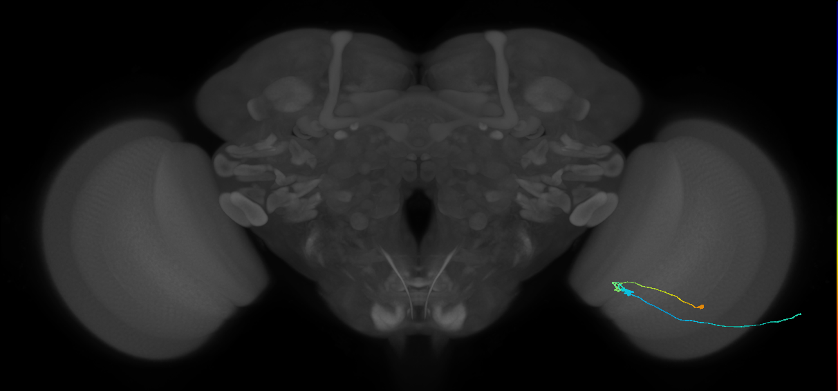 C3_R (MaleCNS:83708)