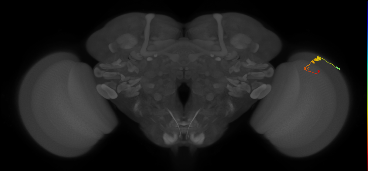 C3_R (MaleCNS:55046)