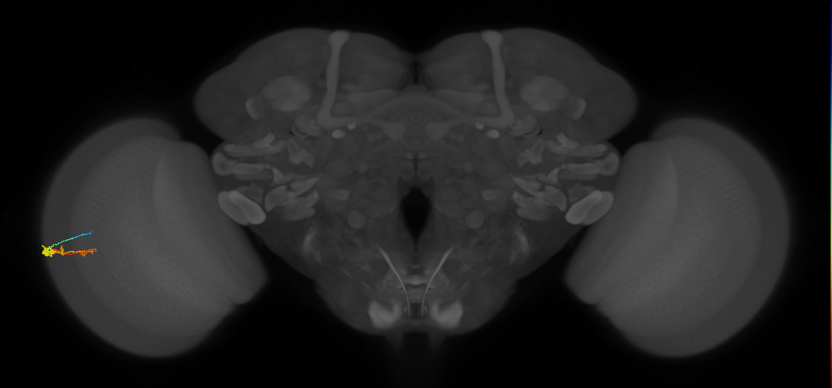 C3_L (MaleCNS:110186)