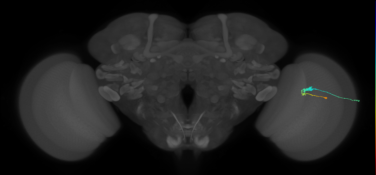 C3_R (MaleCNS:67754)
