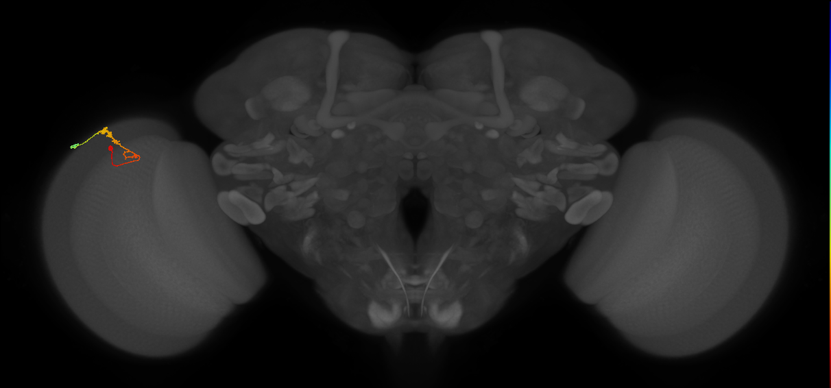 C3_L (MaleCNS:66826)
