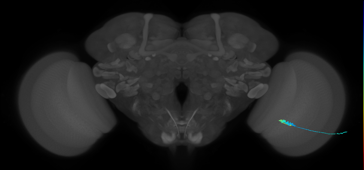 C3_R (MaleCNS:73791)