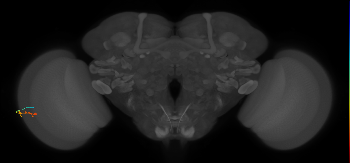 C3_L (MaleCNS:553057)