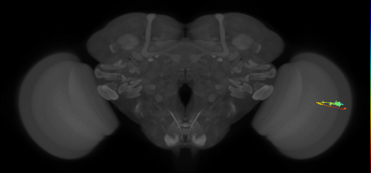 C3_R (MaleCNS:52598)