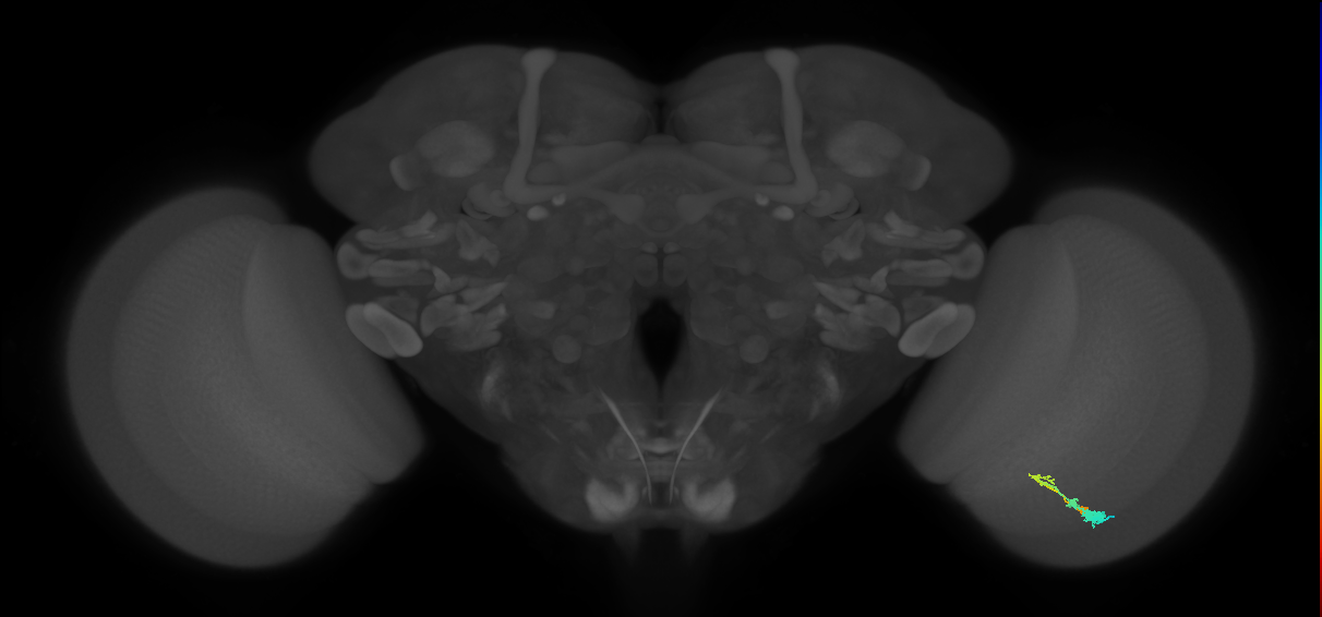 C3_R (MaleCNS:54585)