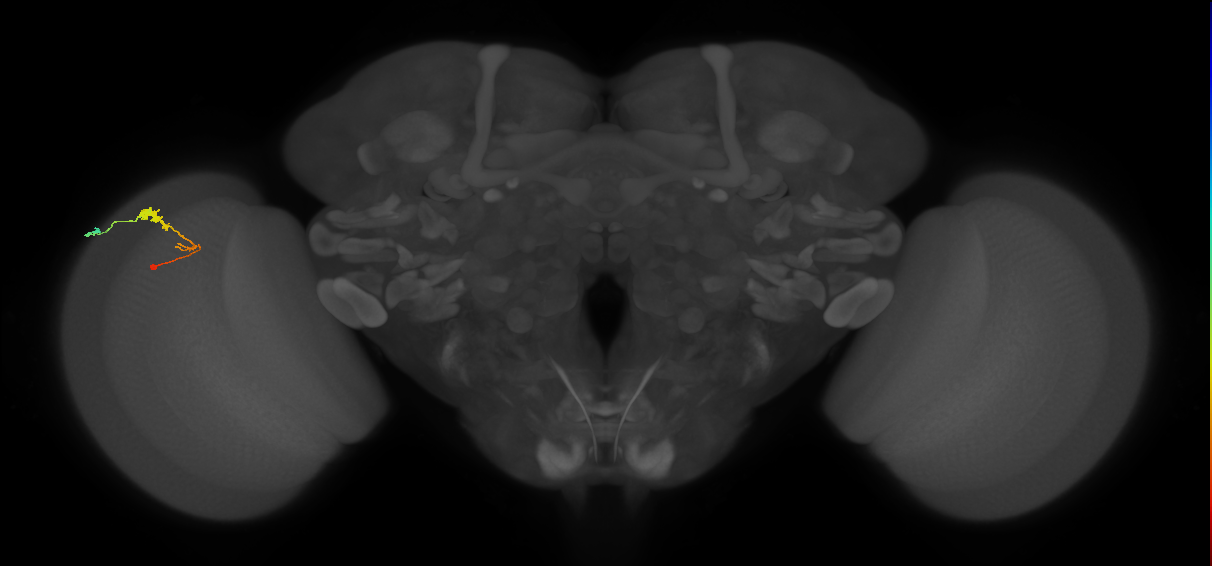 C3_L (MaleCNS:60933)