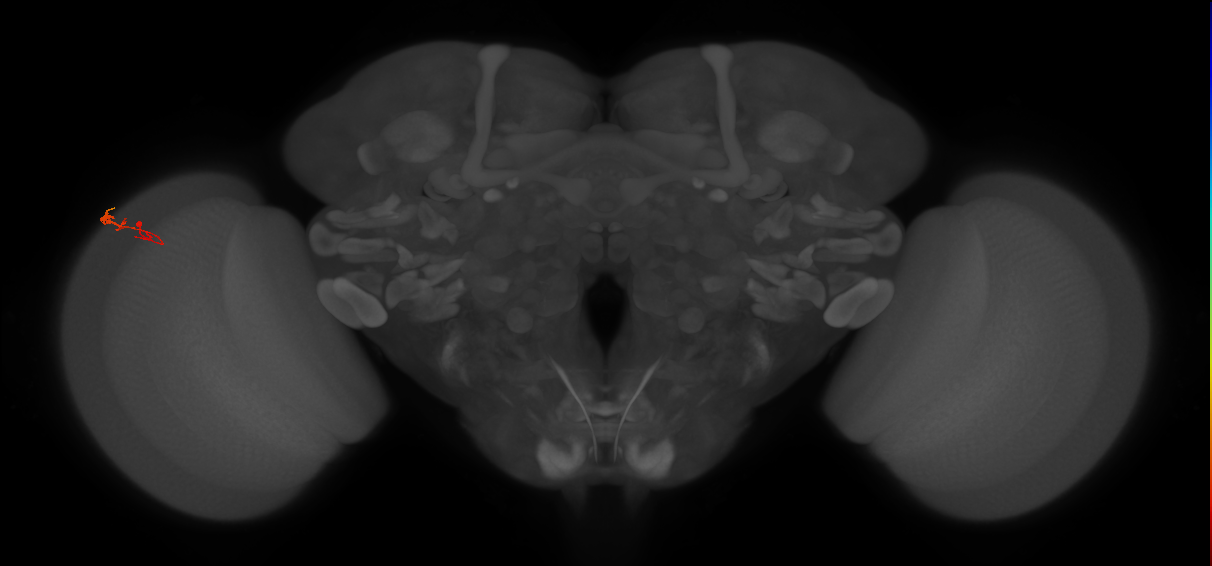 C3_L (MaleCNS:566032)
