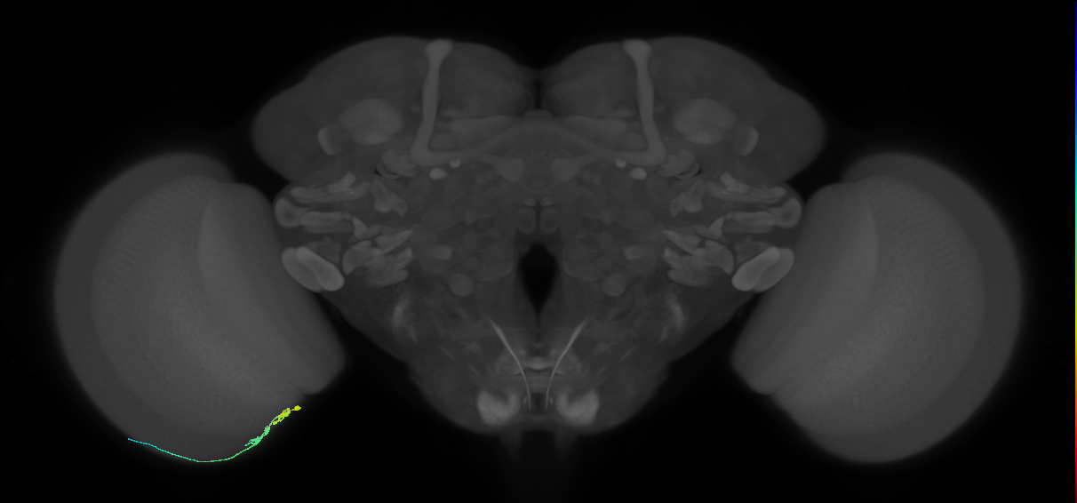 C3_L (MaleCNS:68543)