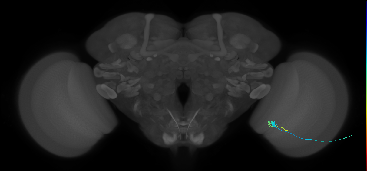 C3_R (MaleCNS:86120)