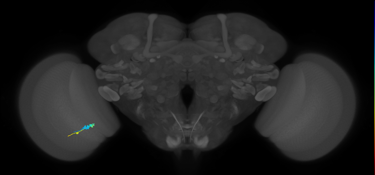 C3_L (MaleCNS:42998)