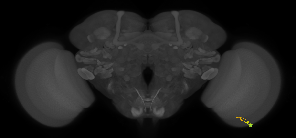 C3_R (MaleCNS:69751)