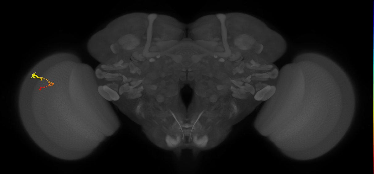 C3_L (MaleCNS:65777)