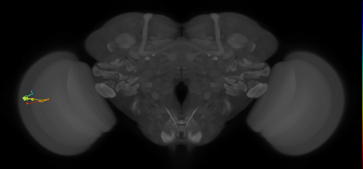 C3_L (MaleCNS:59717)
