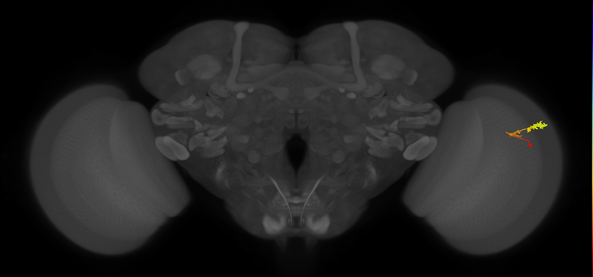 C3_R (MaleCNS:65855)