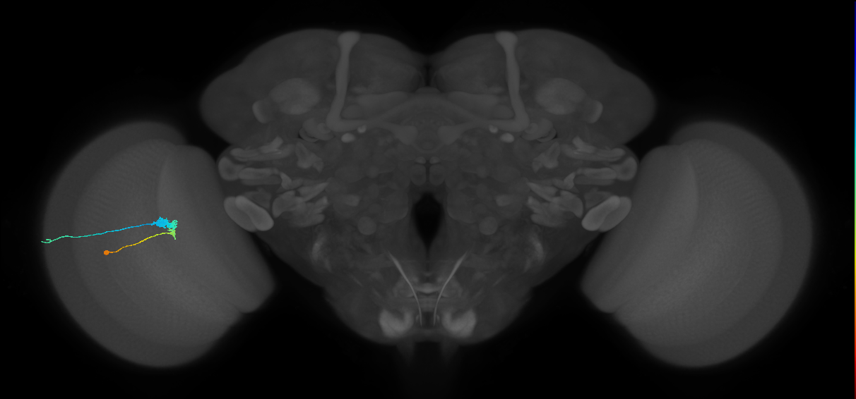 C3_L (MaleCNS:94479)