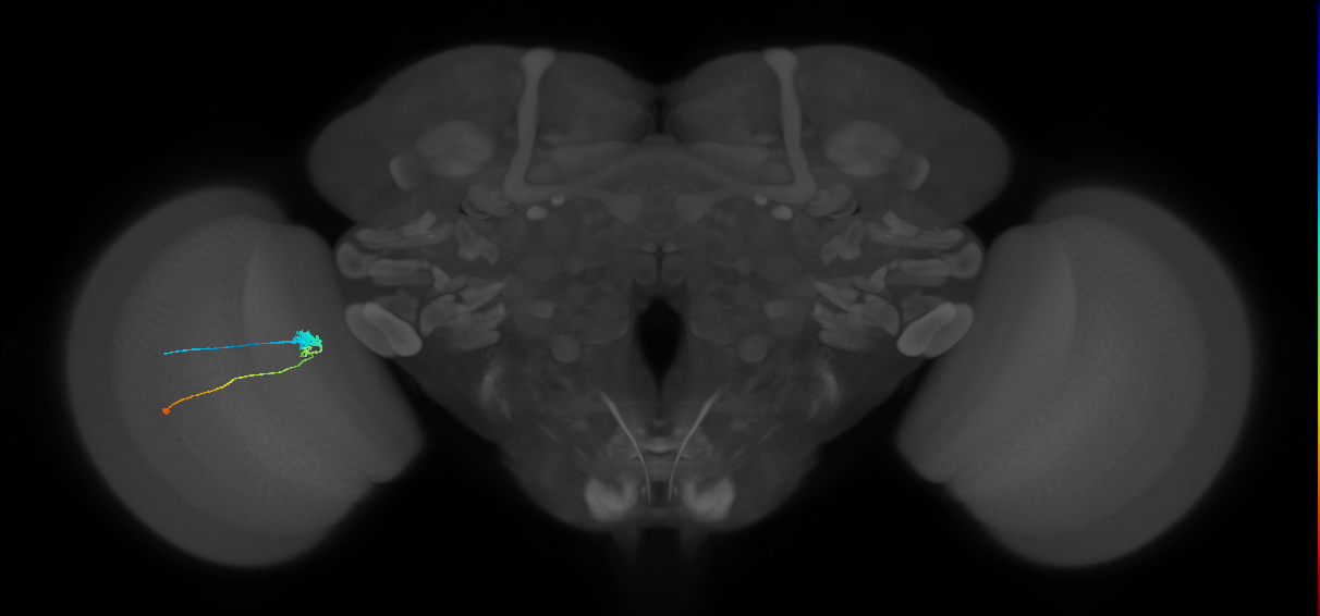 C3_L (MaleCNS:67188)