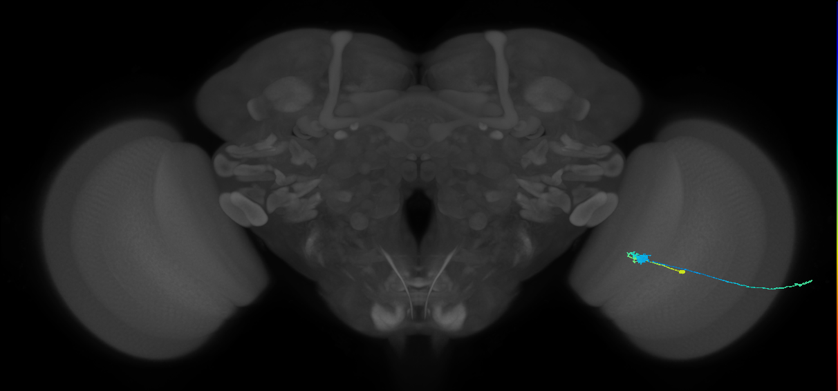 C3_R (MaleCNS:57079)