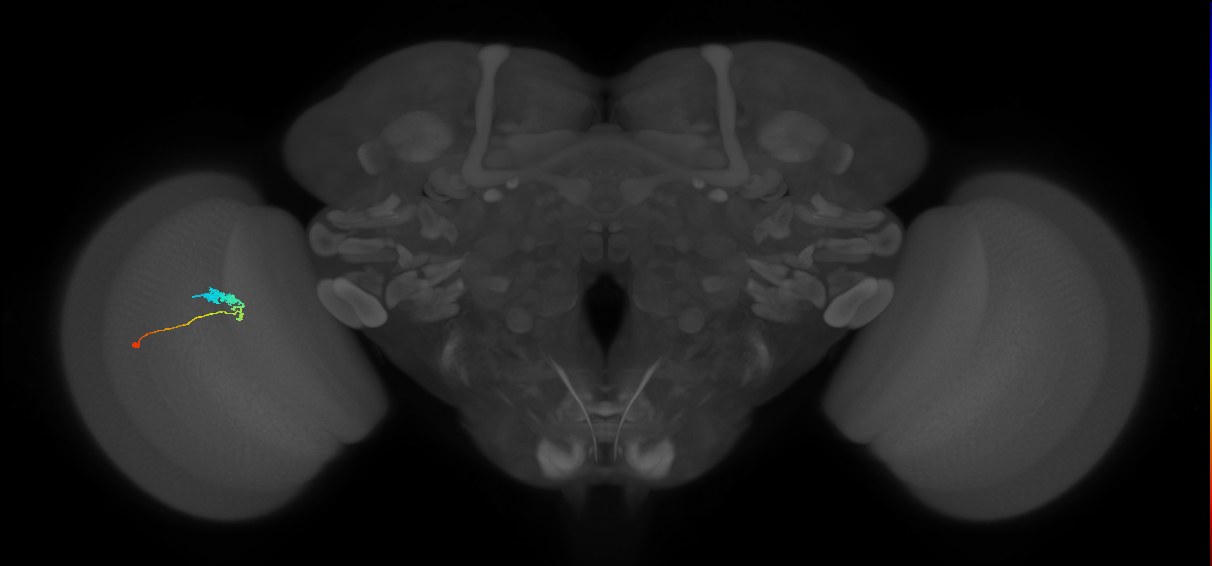 C3_L (MaleCNS:516648)