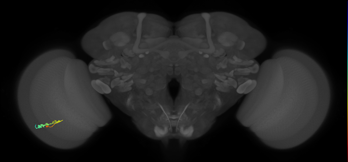 C3_L (MaleCNS:40243)