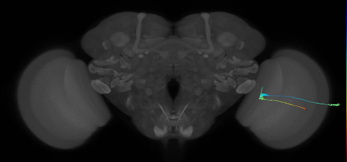 C3_R (MaleCNS:39585)