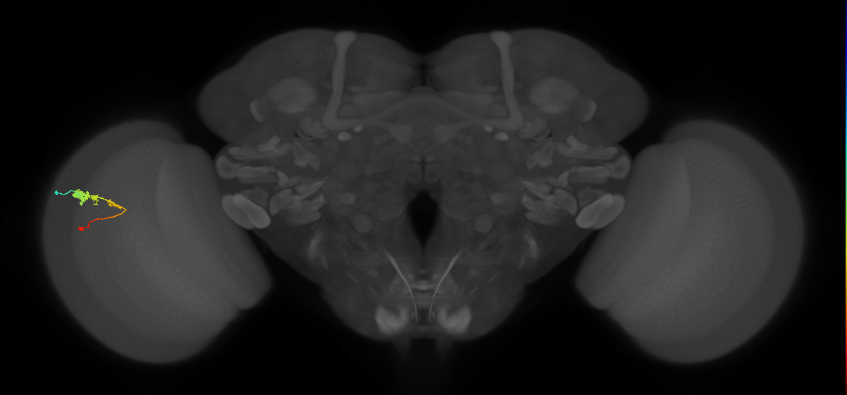 C3_L (MaleCNS:39113)