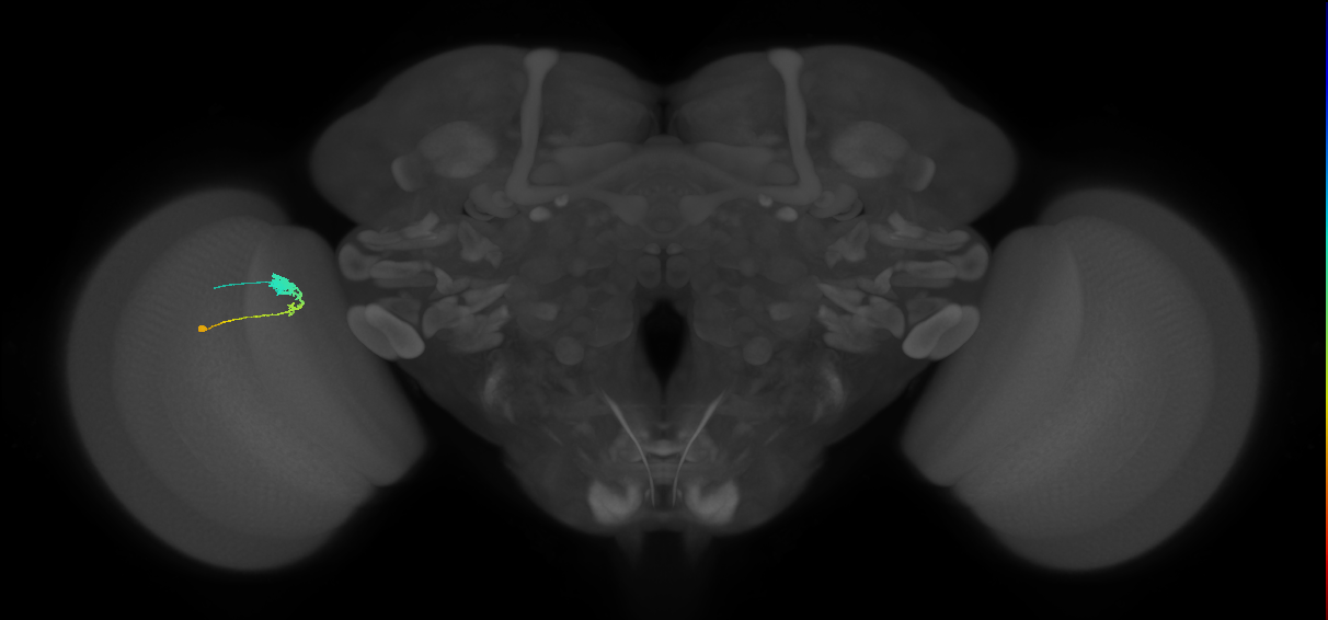 C3_L (MaleCNS:70266)
