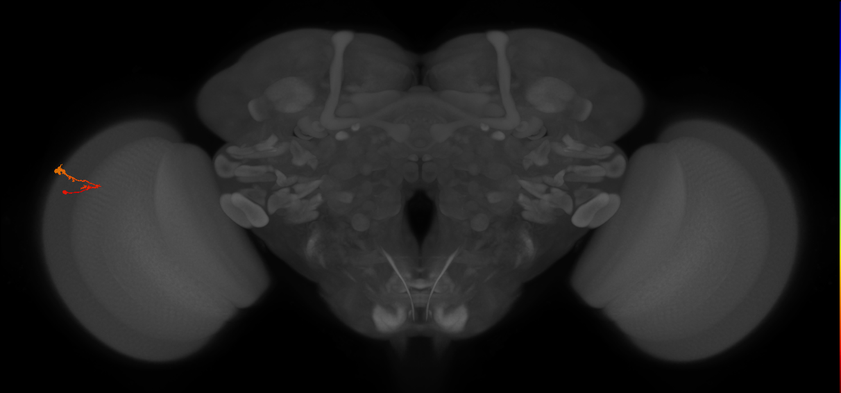 C3_L (MaleCNS:545584)