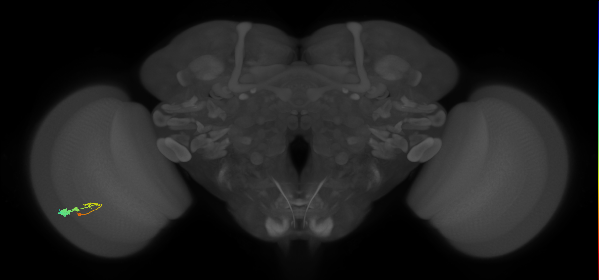 C3_L (MaleCNS:541646)