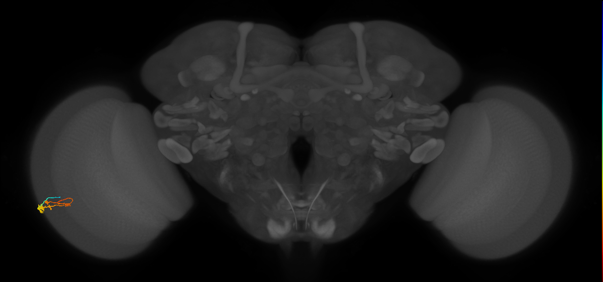 C3_L (MaleCNS:73562)