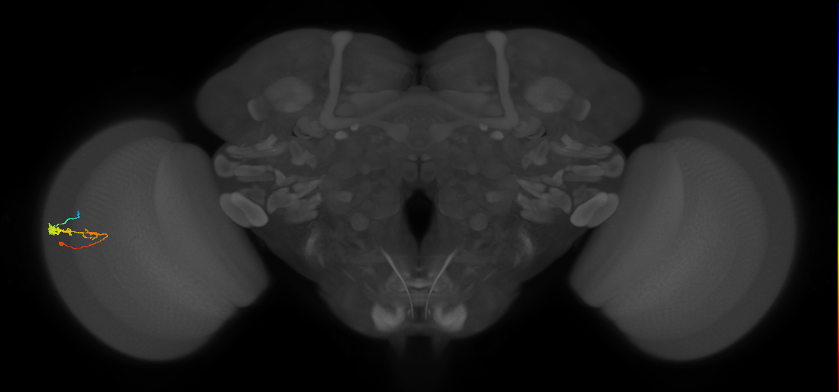 C3_L (MaleCNS:537733)
