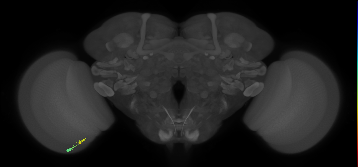 C3_L (MaleCNS:24982)