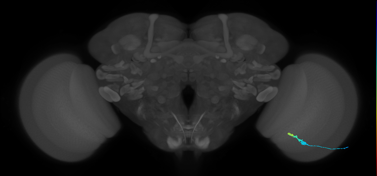C3_R (MaleCNS:60706)