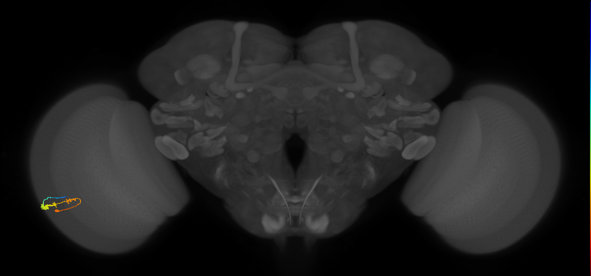 C3_L (MaleCNS:536938)