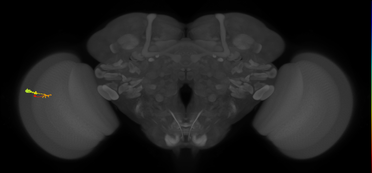 C3_L (MaleCNS:61321)