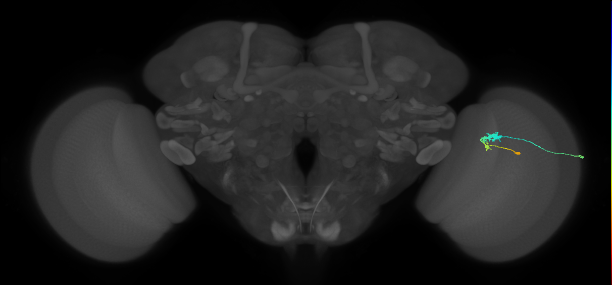 C3_R (MaleCNS:49430)