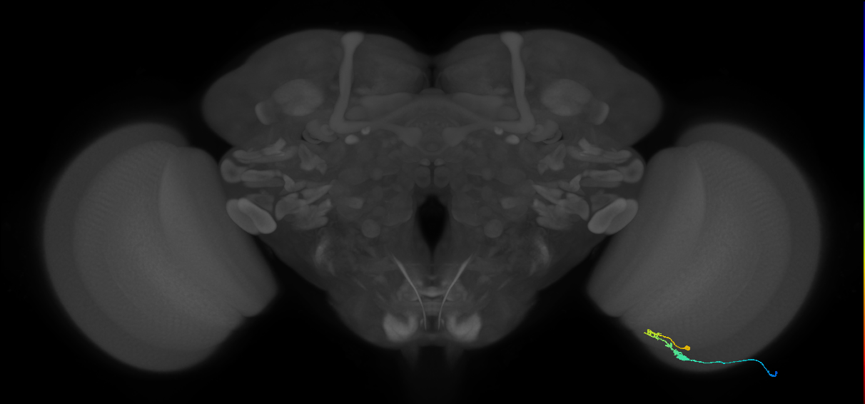 C3_R (MaleCNS:70212)