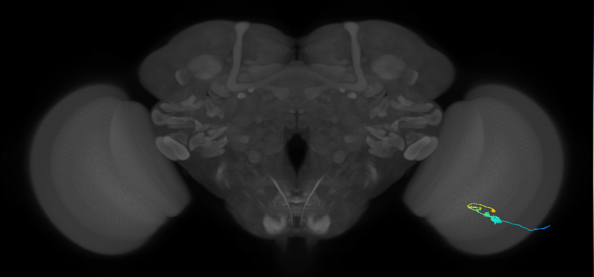 C3_R (MaleCNS:52175)