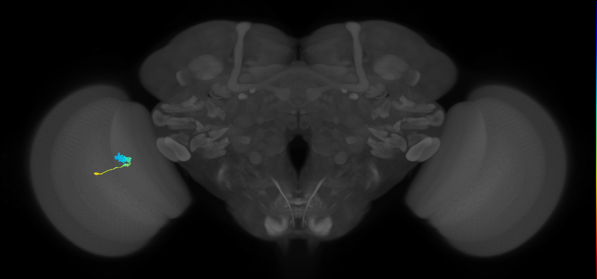 C3_L (MaleCNS:64693)