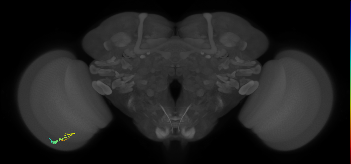 C3_L (MaleCNS:28963)
