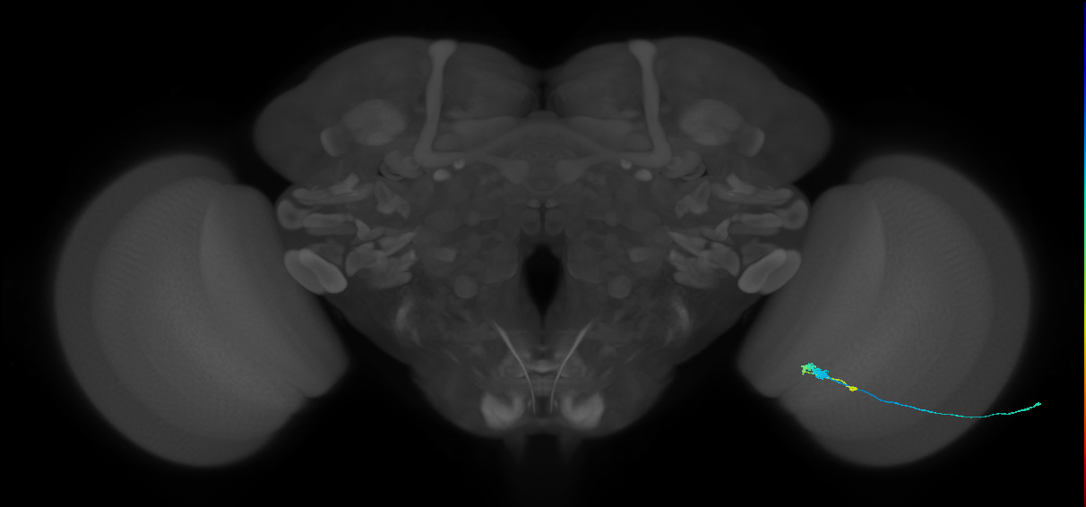 C3_R (MaleCNS:87986)