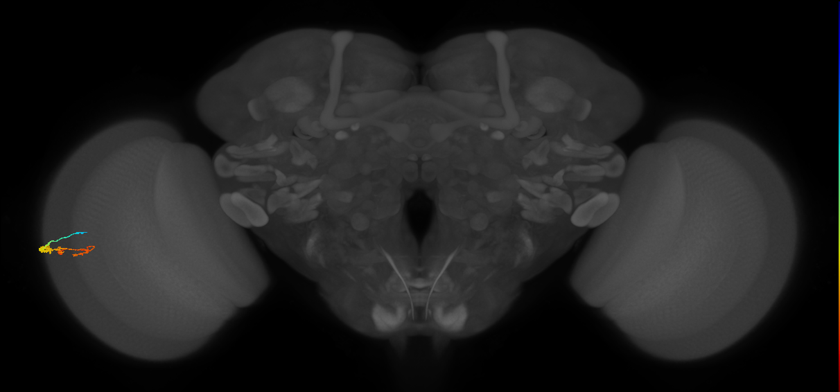 C3_L (MaleCNS:525995)