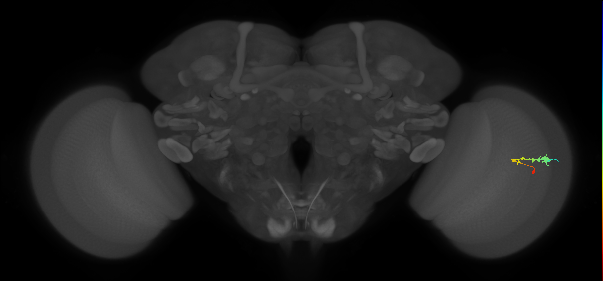 C3_R (MaleCNS:59160)