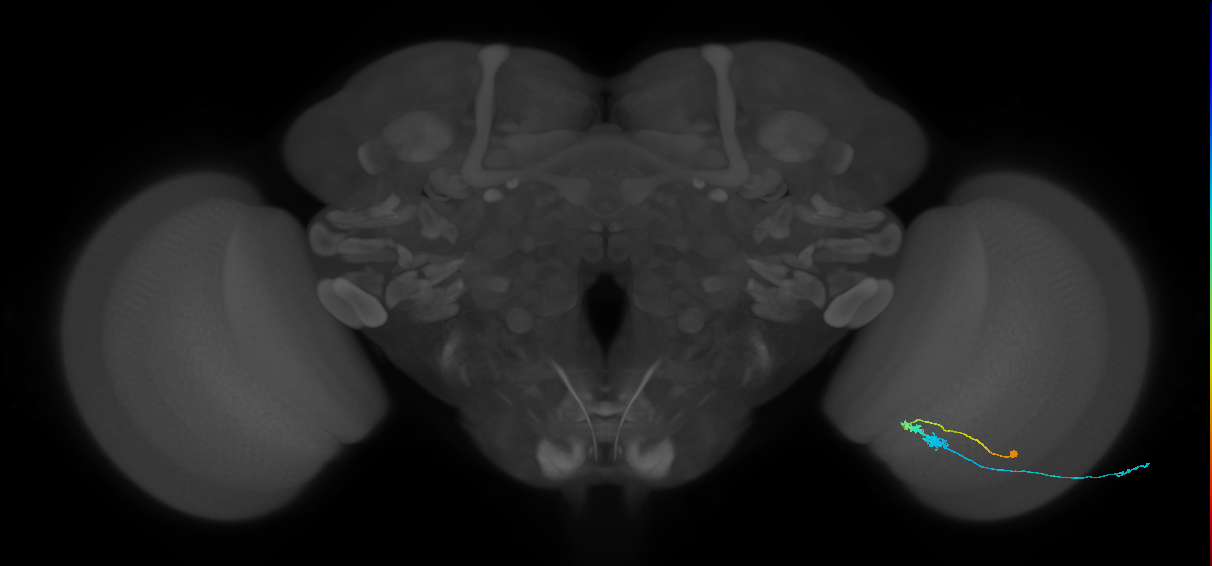C3_R (MaleCNS:72733)