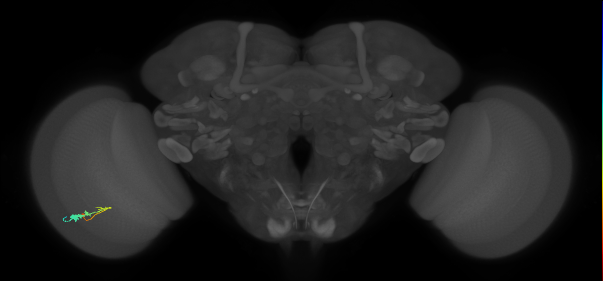 C3_L (MaleCNS:58741)