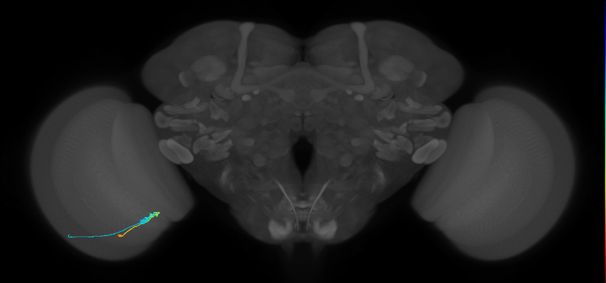 C3_L (MaleCNS:75978)