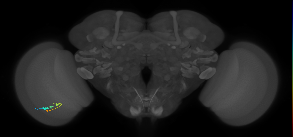C3_L (MaleCNS:62325)