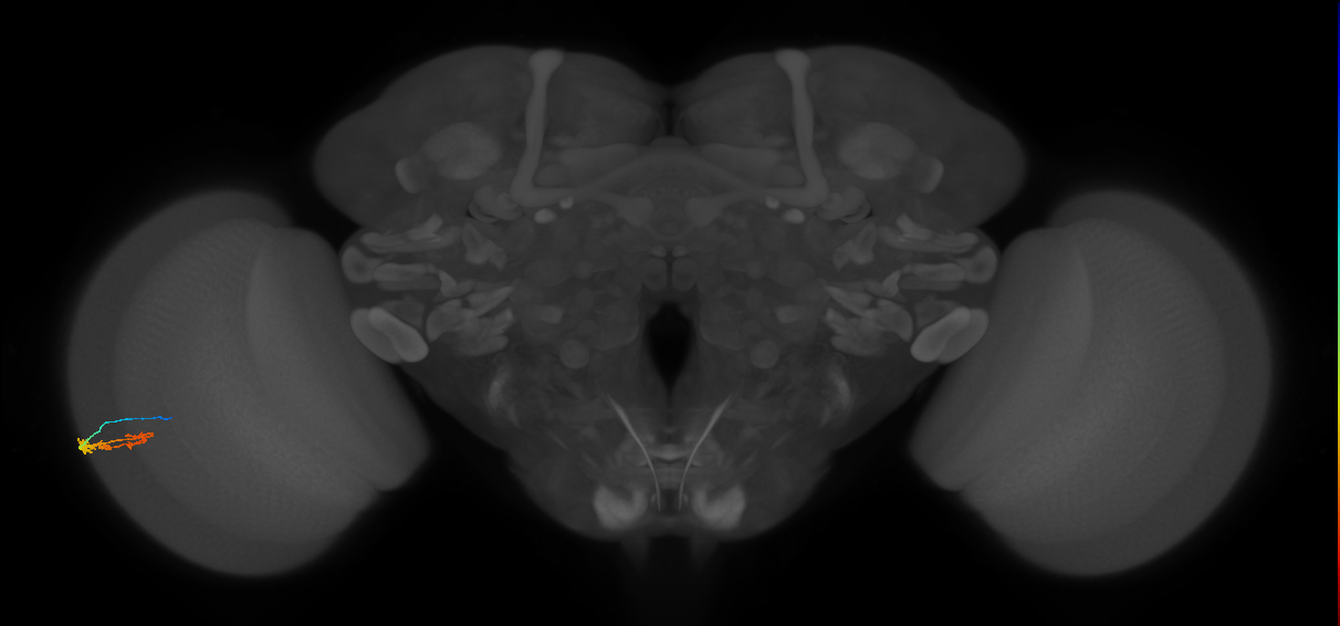 C3_L (MaleCNS:546141)