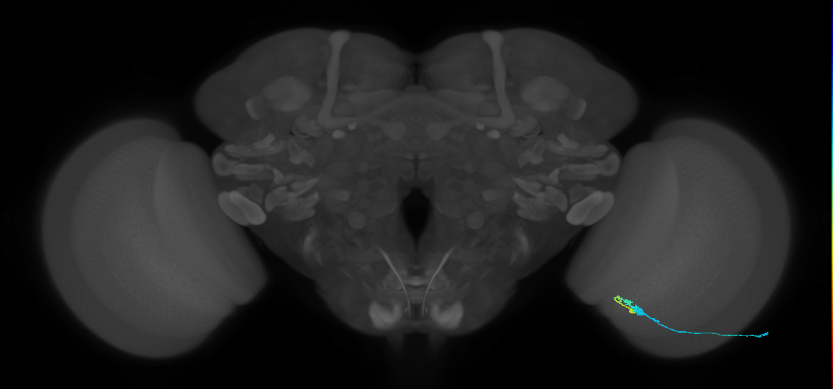 C3_R (MaleCNS:60357)