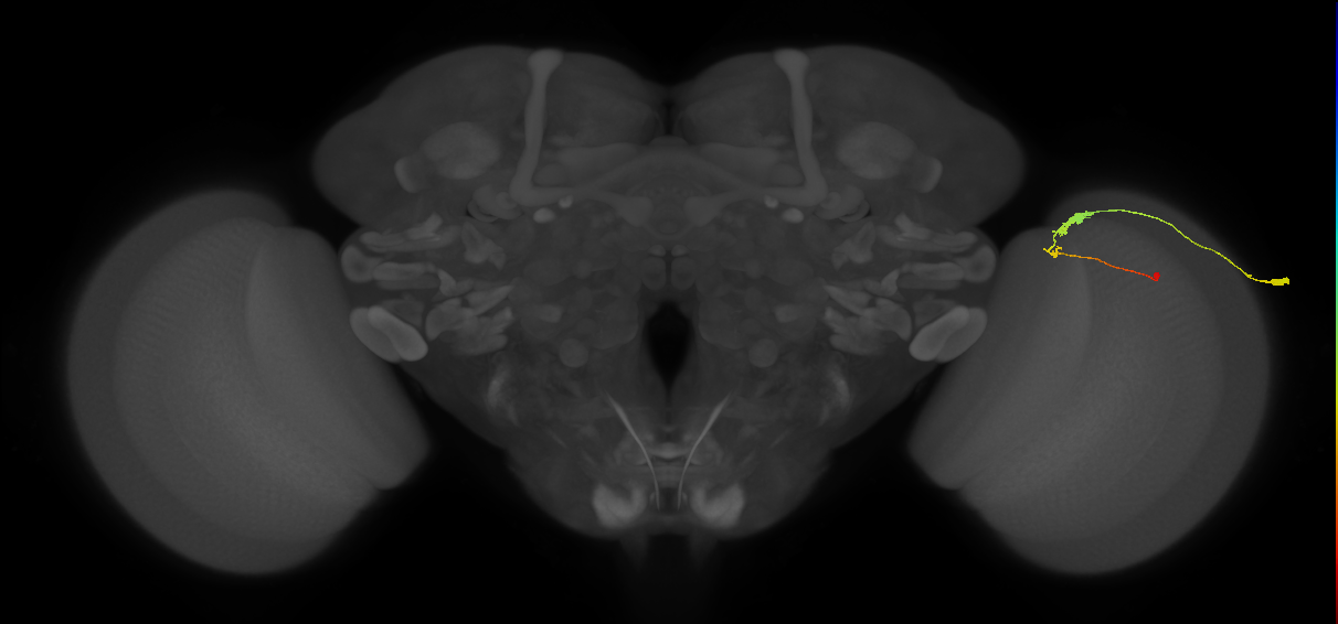 C3_R (MaleCNS:77310)