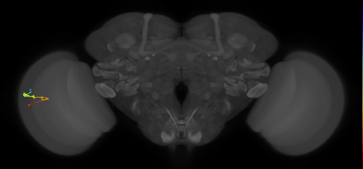 C3_L (MaleCNS:54735)